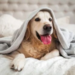 Dog Friendly Stays -Cheap Gifts Store 735x735 fitbox ass1052 dog friendly hotel stay 1