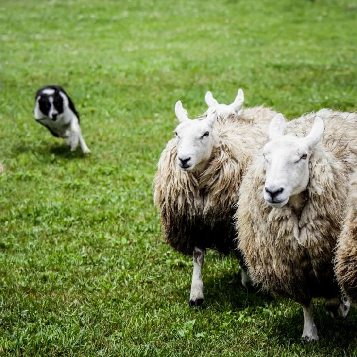 One Man & His Dog 4 One Man & His Dog - Image 2