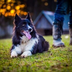 One Man & His Dog 8 One Man & His Dog -Cheap Gifts Store 735x735 fitbox ass805 One Man His Dog 3