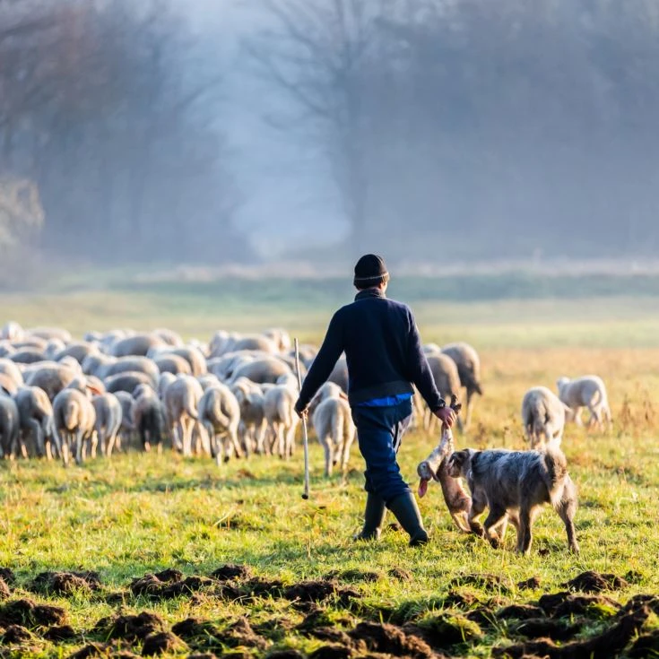 One Man & His Dog 6 One Man & His Dog - Image 4