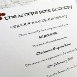 Name A Rose Gift Box -Cheap Gifts Store 735x735 fitbox name a rose gift box lifestyle cc