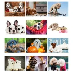 Personalised A4 Barking Mad Calendar -Cheap Gifts Store 735x735 fitbox p0512ab28 51