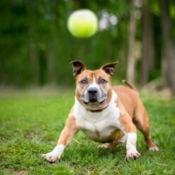 Dog Ball Launcher -Cheap Gifts Store 735x735 fitbox sou263 dog ball launcher 3