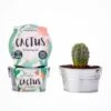 Grow Your Own Cactus Plant -Cheap Gifts Store 735x735 fitbox wdd326 boutique garden grow your own cactus plant 1