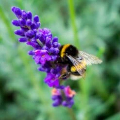 For The Love Of Bees Gift Pack 19 For The Love Of Bees Gift Pack -Cheap Gifts Store 735x735 fitbox wlw027 for the love of bees gift box 6