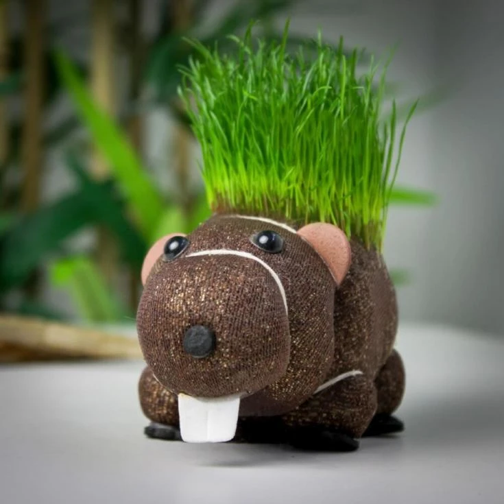 Grow Your Own Hairy Beaver Plant 3 Grow Your Own Hairy Beaver Plant