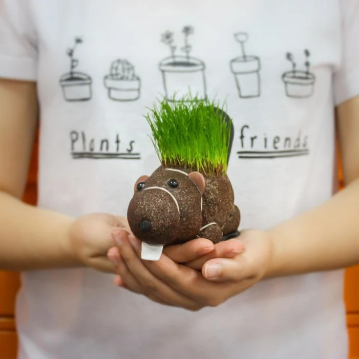 Grow Your Own Hairy Beaver Plant 4 Grow Your Own Hairy Beaver Plant - Image 2