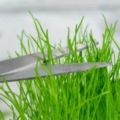 Grow Your Own Hairy Beaver Plant 11 Grow Your Own Hairy Beaver Plant -Cheap Gifts Store 735x735 fitbox wor164 grow your own hairy beaver 5