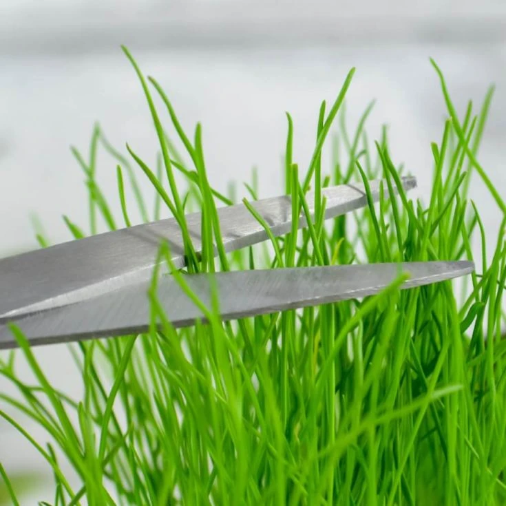 Grow Your Own Hairy Beaver Plant 7 Grow Your Own Hairy Beaver Plant - Image 5